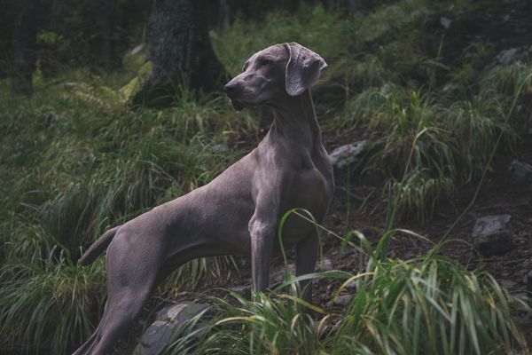 5 TIPS TO KEEP YOUR DOG SAFE OUTDOORS