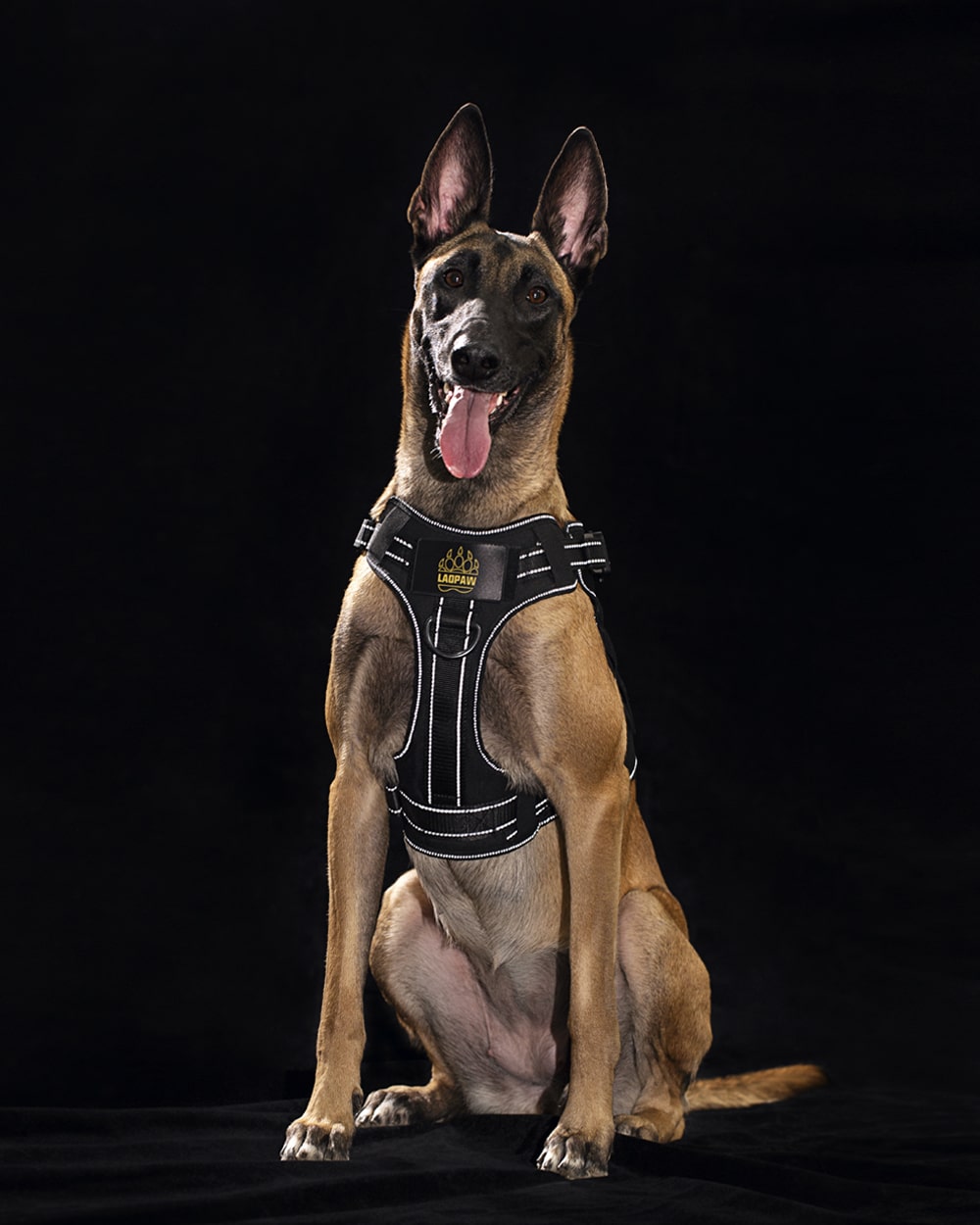 10 Best Tactical Dog Harness Vests of 2020 (Buy Guide)